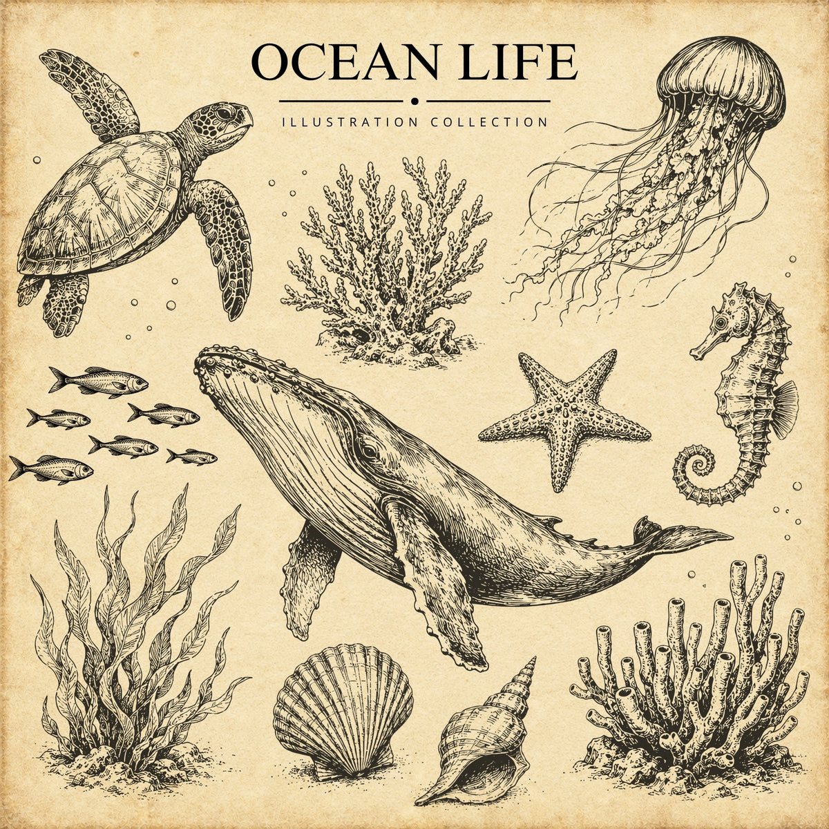 Ocean Life Collection