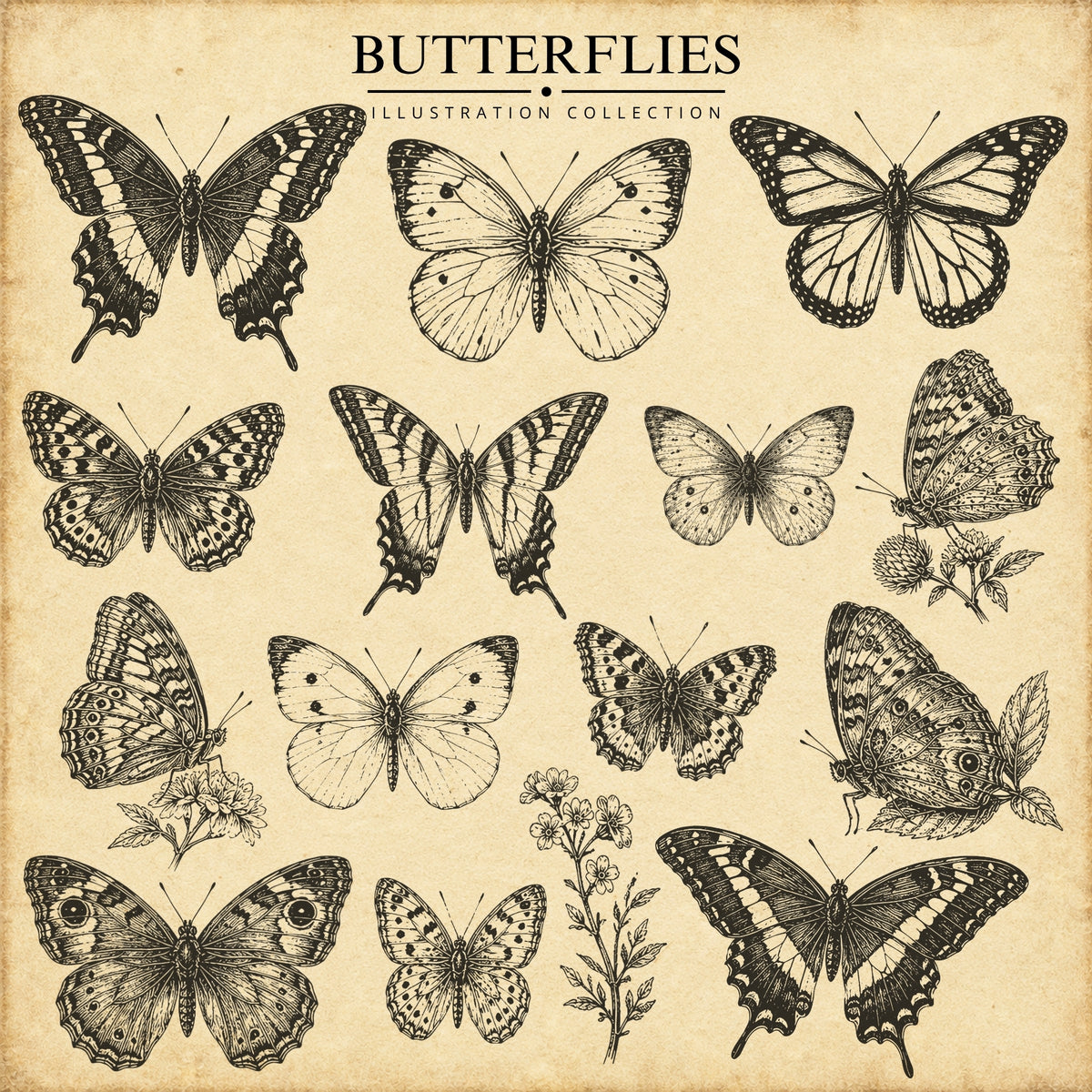 Butterflies Illustration Collection