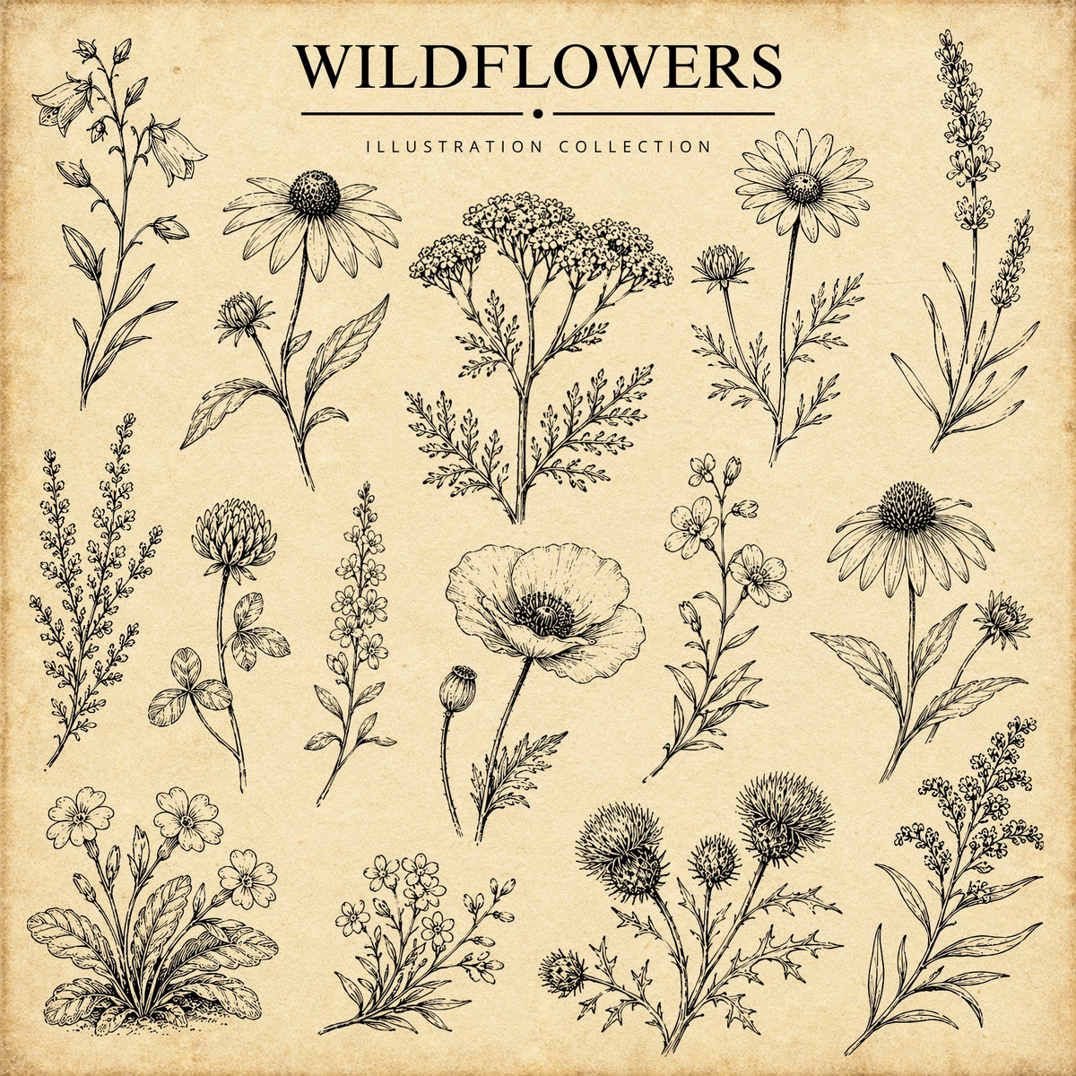 Wildflowers Illustration Collection