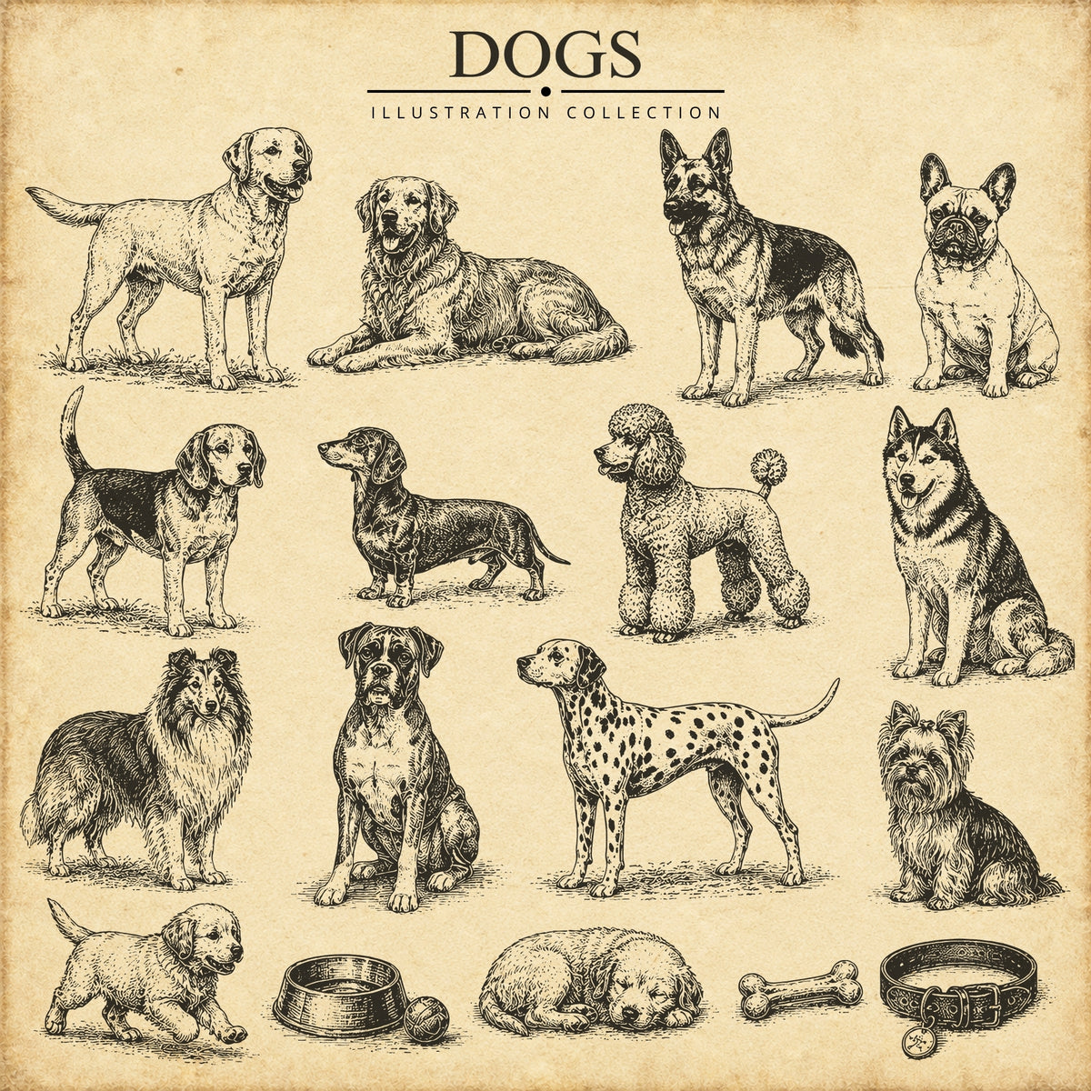 Dogs Illustration Collection