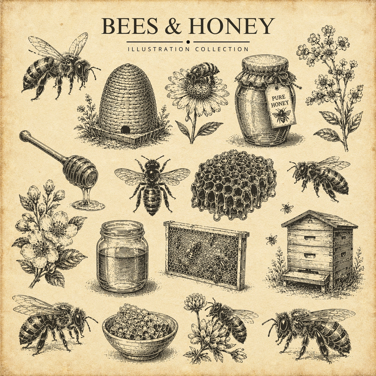 Bees & Honey Illustration Collection