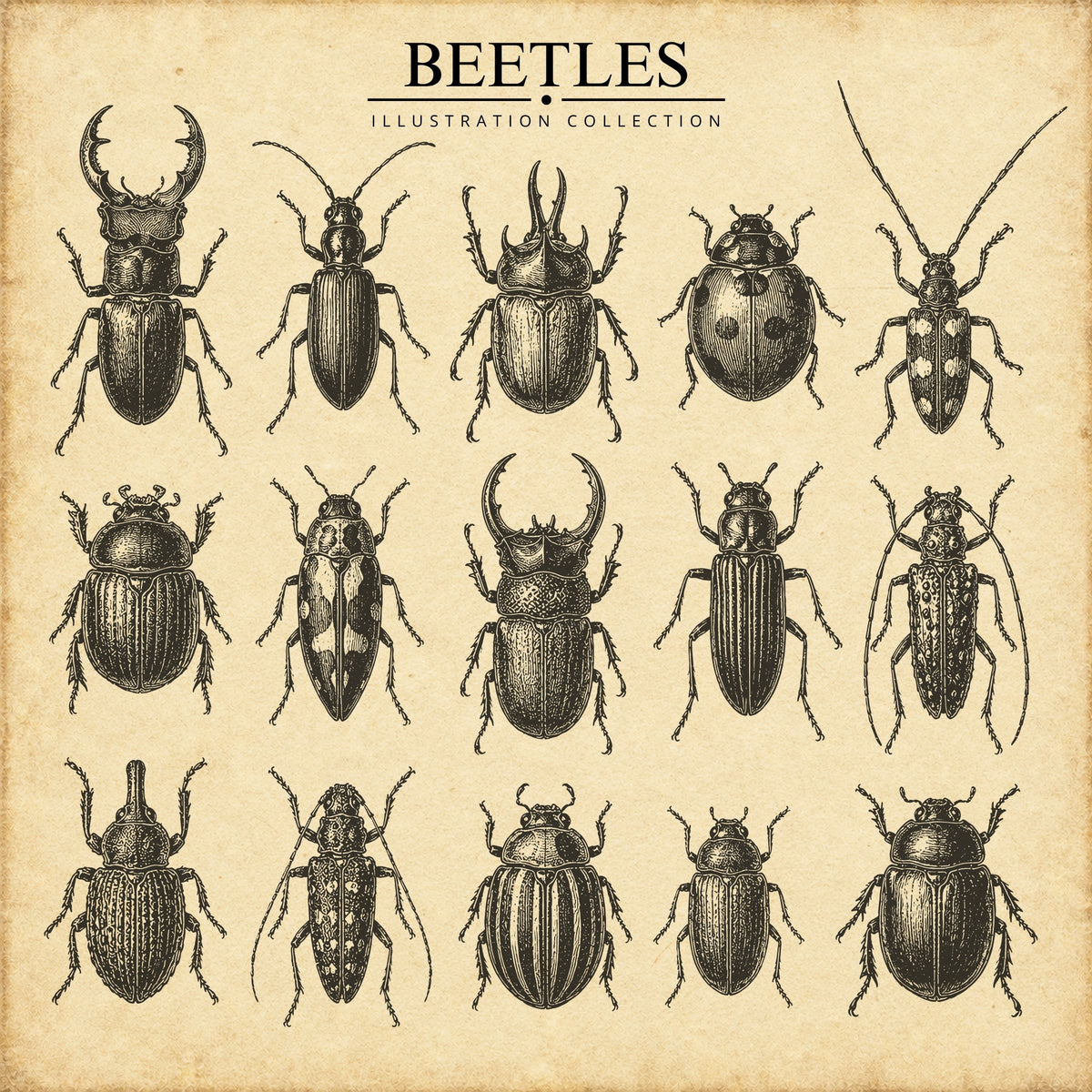 Beetles Illustration Collection